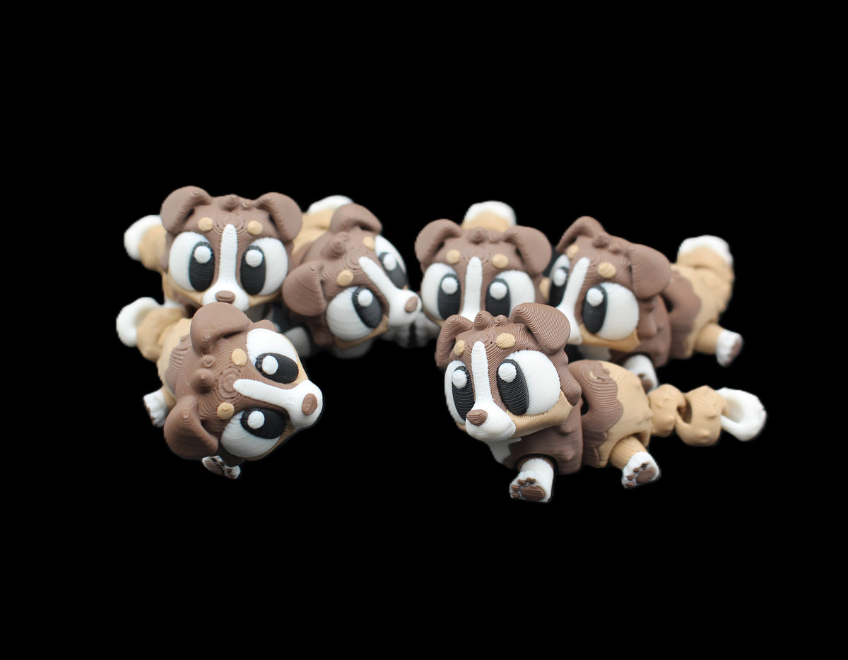 Australian Shepherd